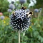 Blume_Mit_Bienen