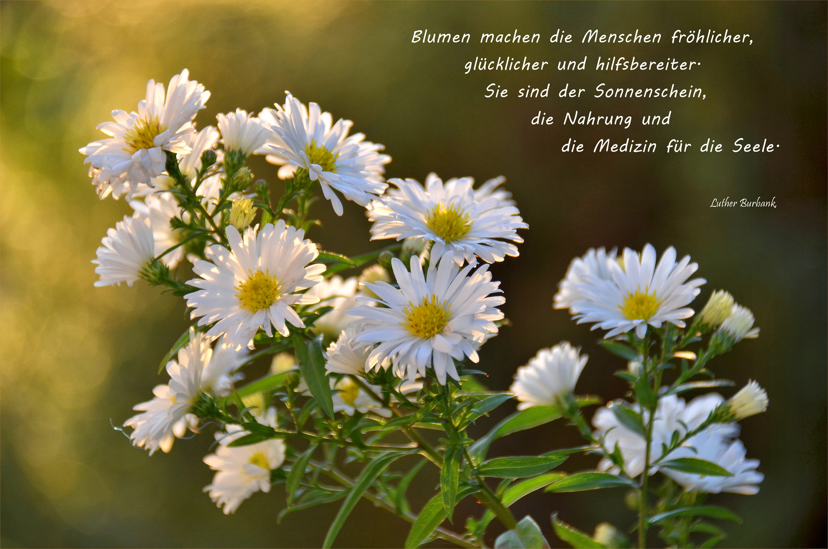 BLUMEN