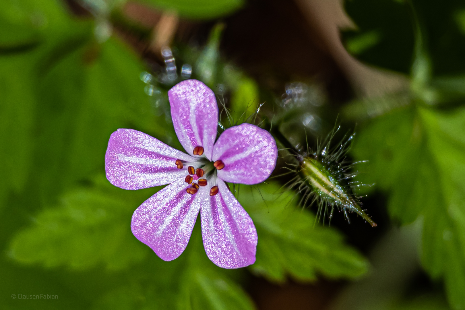 Blumen