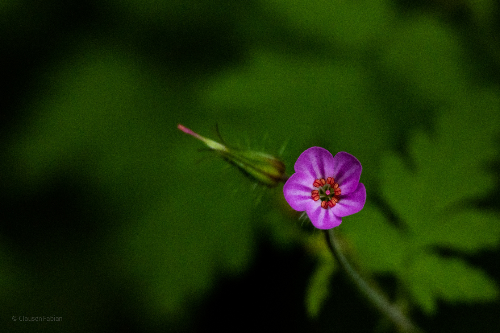 Blumen