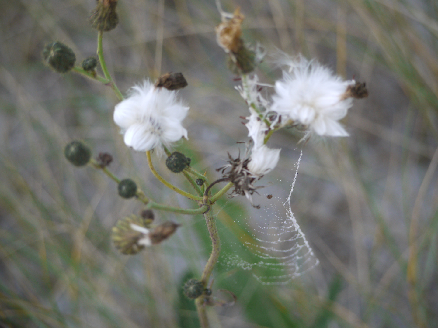 Blumen