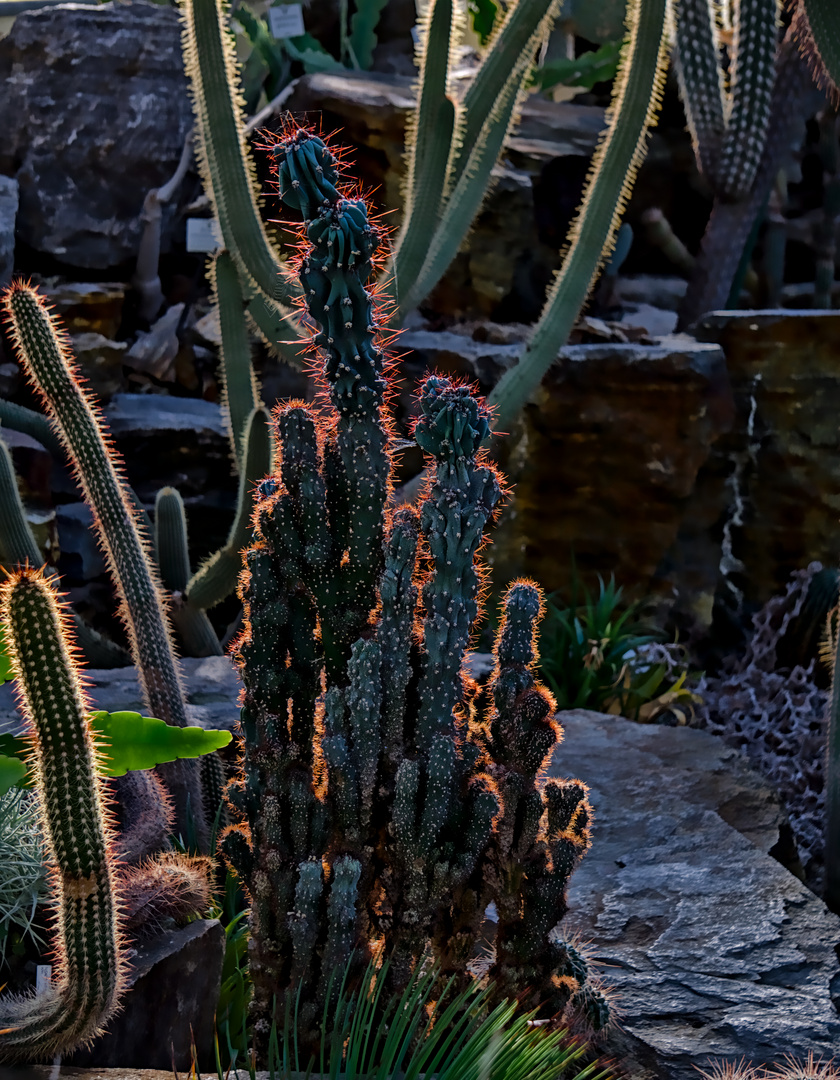 Blumen 10 - leuchtender Kaktus