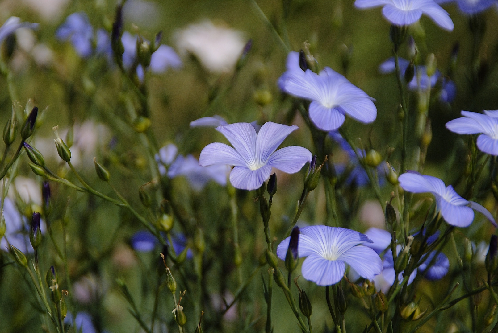 Blumen