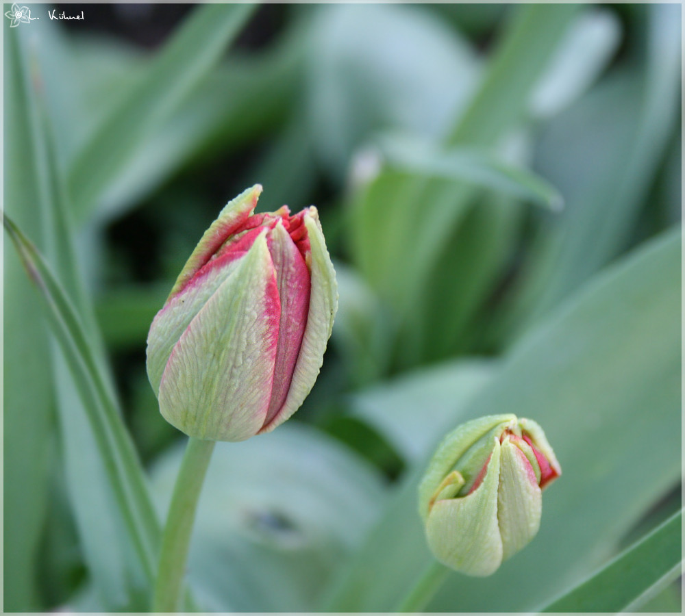 Blumen ...