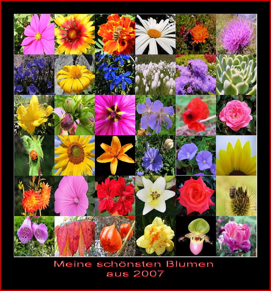 Blumen 2007