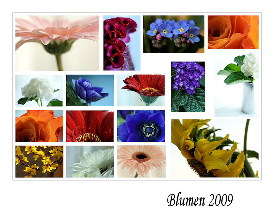 Blumen 2009