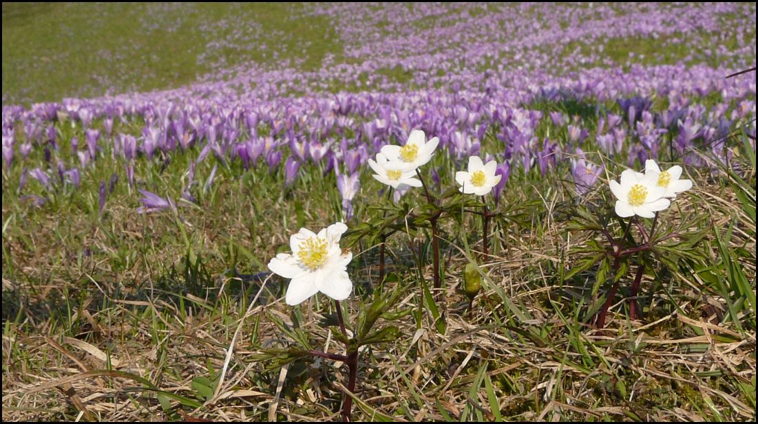 Blumen