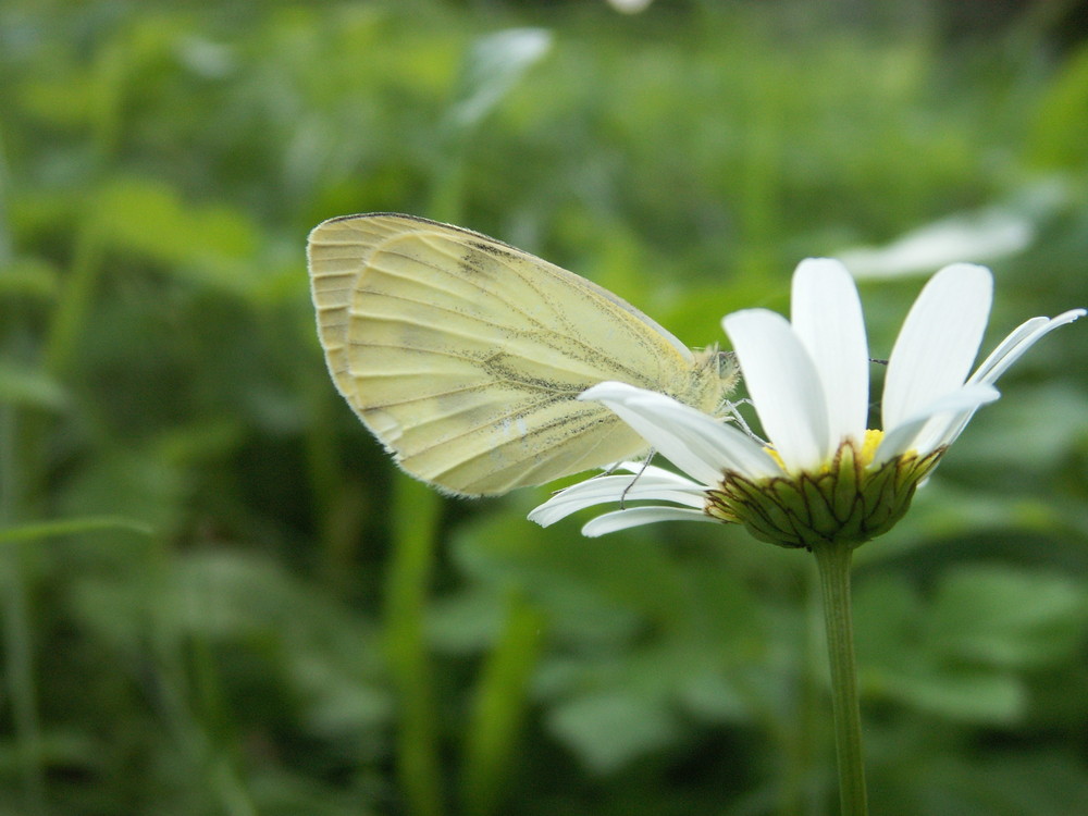 blumen