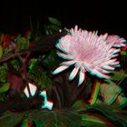 Blumen 3D