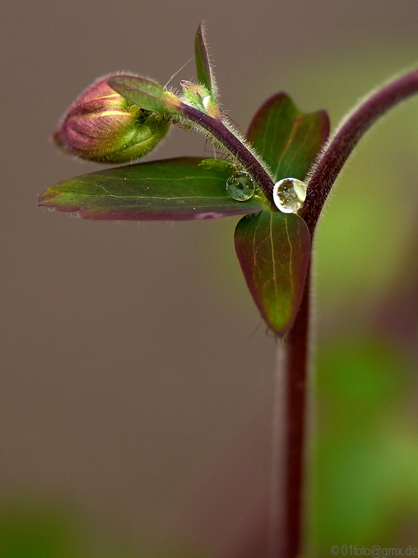 Blumen