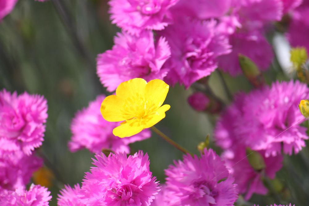 Blumen von Hans-Jürgen Hartung 