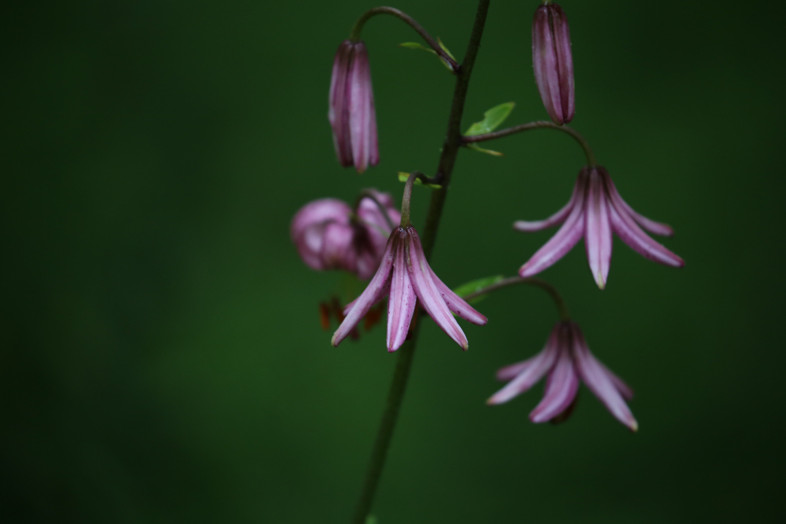 Blumen