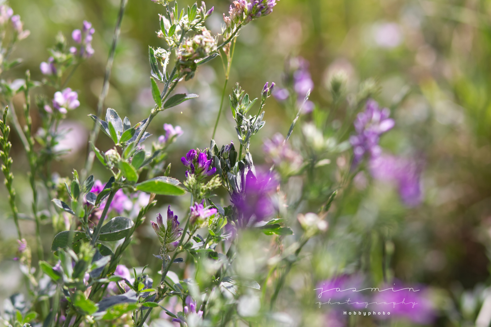 Blumen