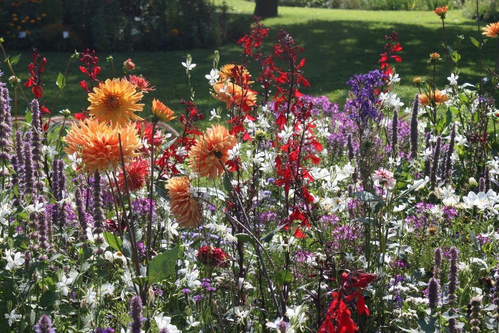 Blumen Foto & Bild landschaft, garten & parklandschaften