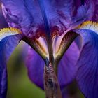 Blumen