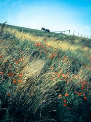 Blumen als Farbtupfer