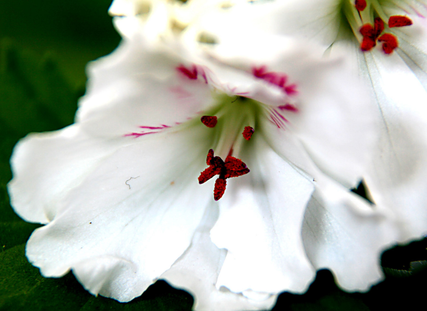 Blumen am Balkon