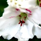 Blumen am Balkon