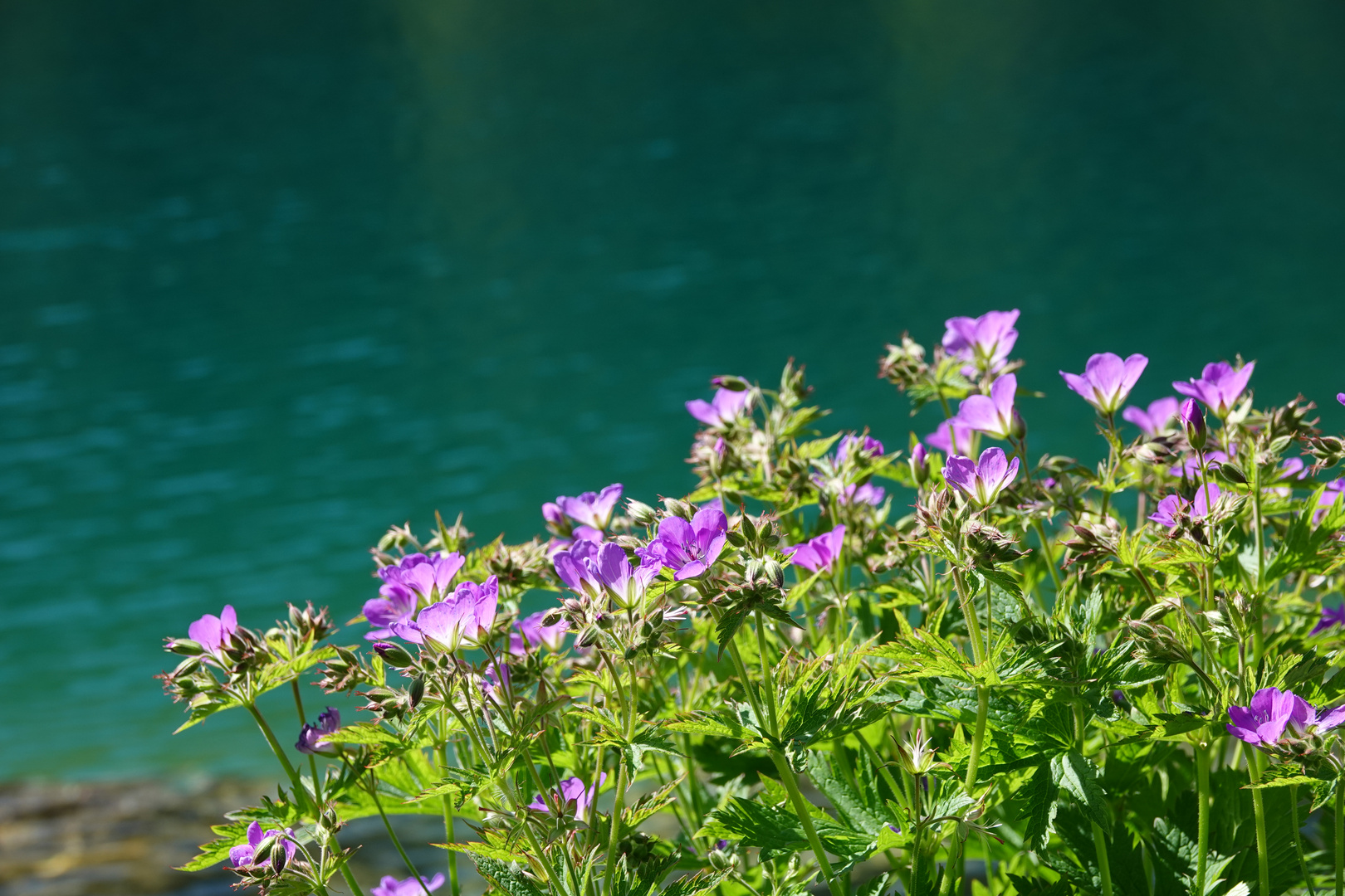 Blumen am Bergsee