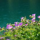 Blumen am Bergsee