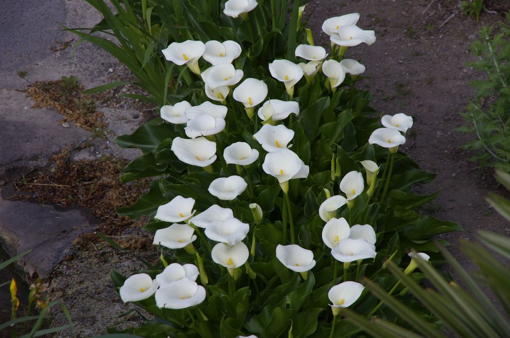 Blumen am Canal de Midi