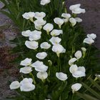 Blumen am Canal de Midi