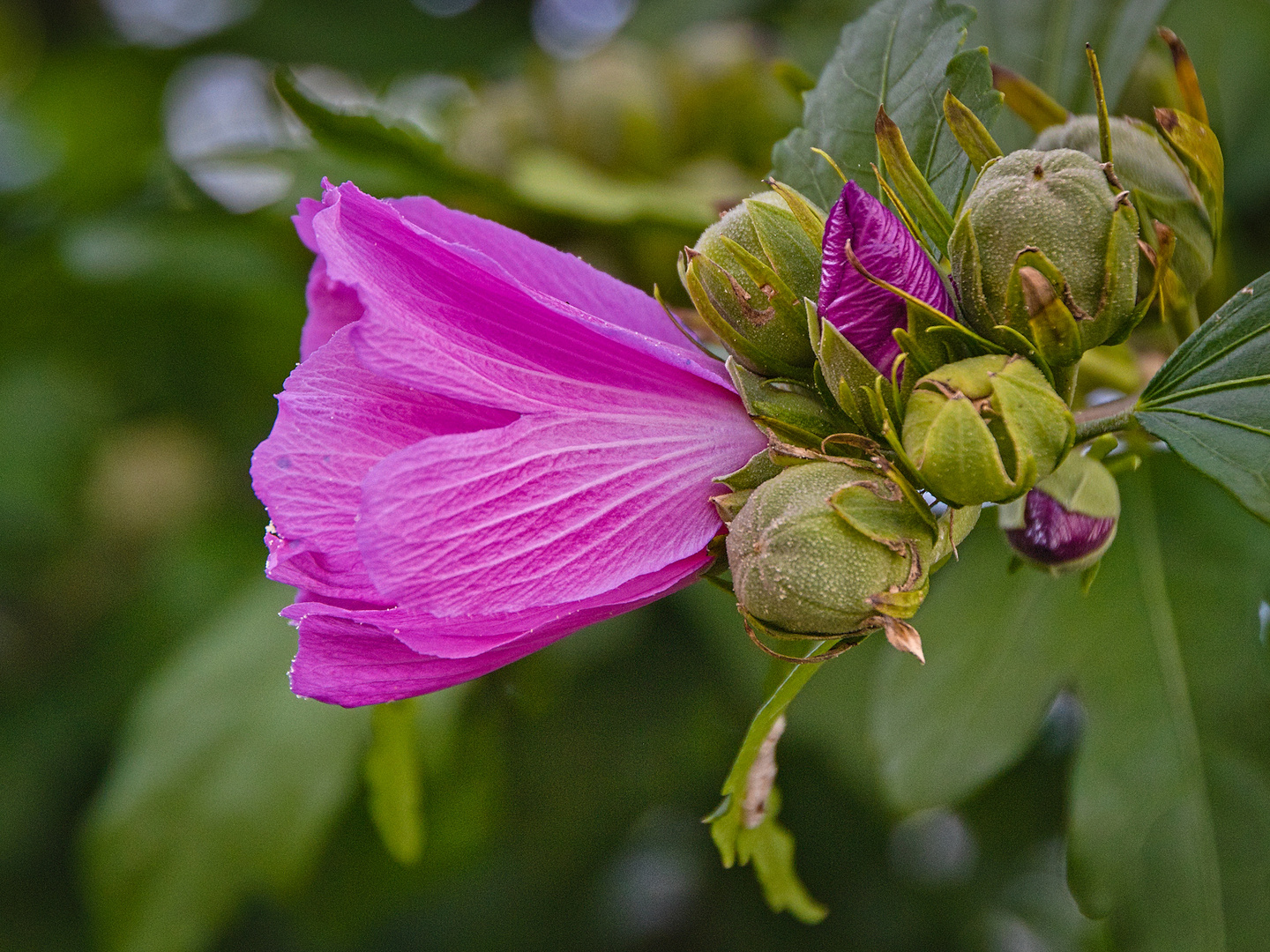 Blumen am Ende des Sommers