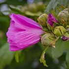 Blumen am Ende des Sommers