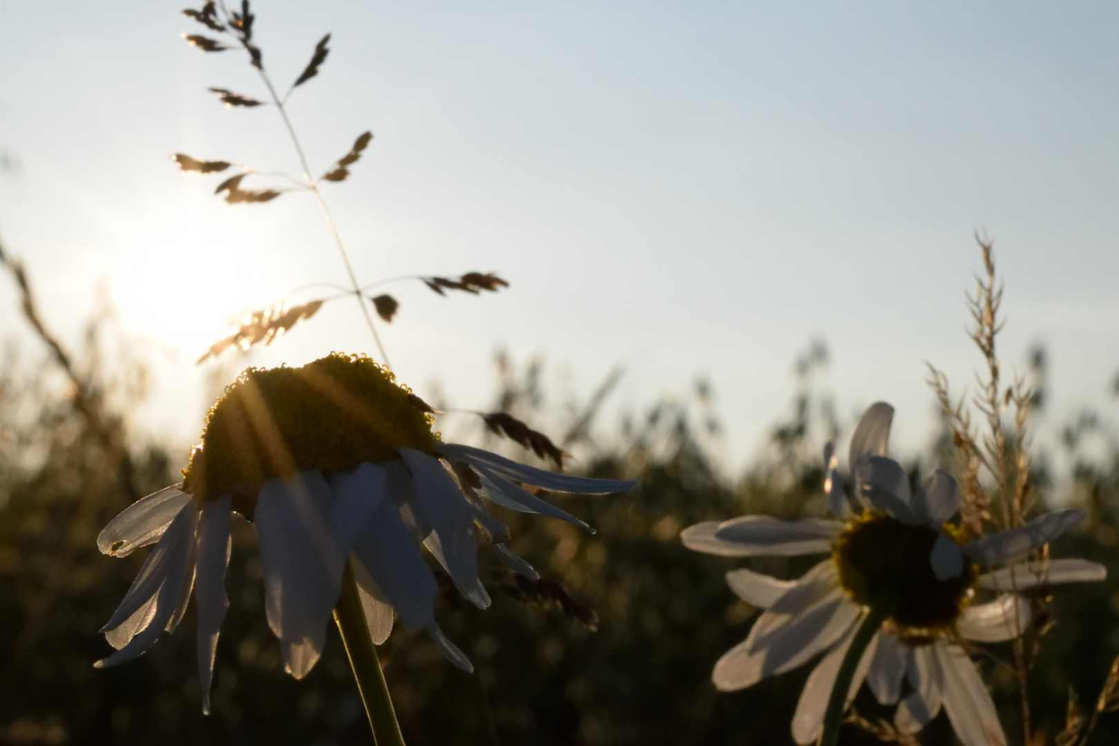 Blumen am Feld