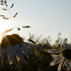 Blumen am Feld