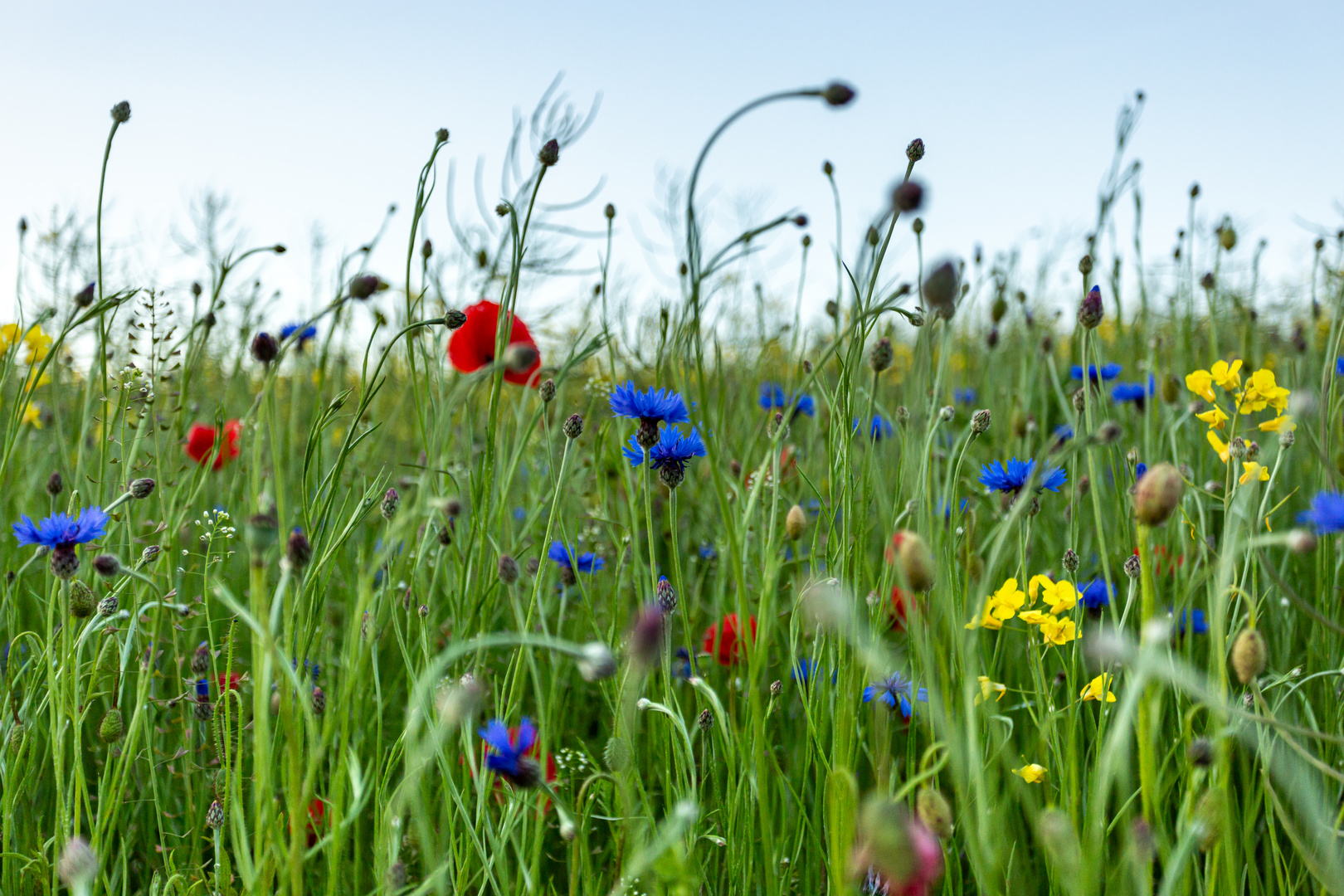 Blumen am Feldrand 