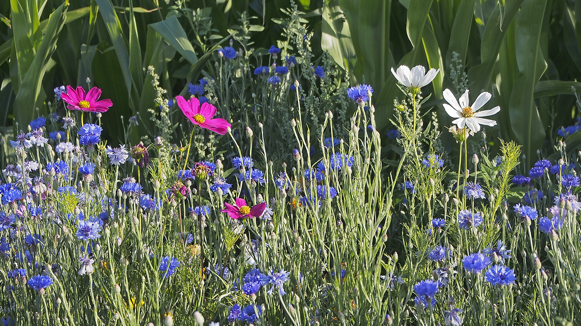 Blumen am Feldrand - naturnah und insektenfreundlich