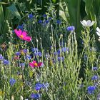 Blumen am Feldrand - naturnah und insektenfreundlich