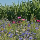 Blumen am Feldrand - naturnah und insektenfreundlich