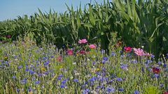 Blumen am Feldrand - naturnah und insektenfreundlich