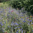 Blumen am Feldrand - naturnah und insektenfreundlich