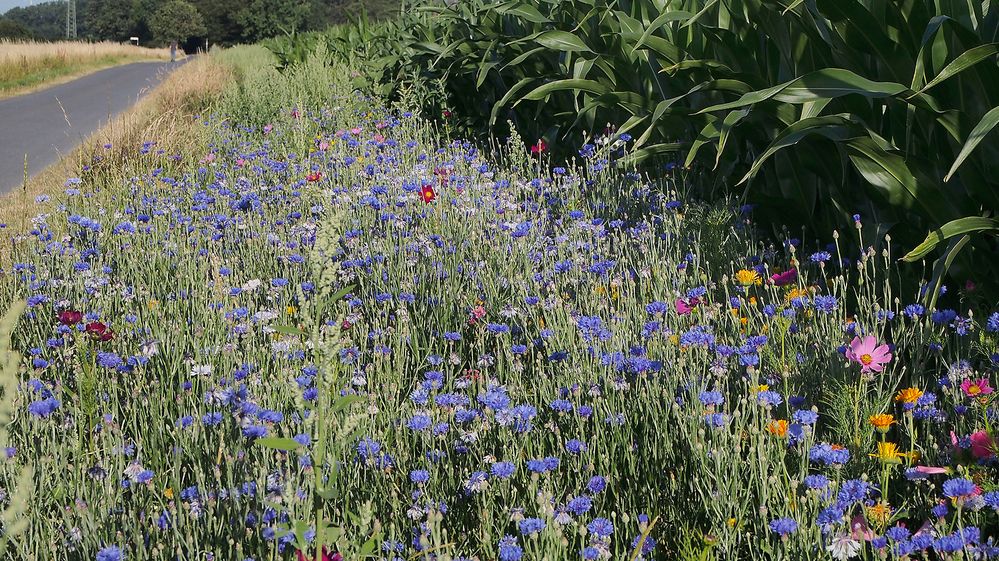 Blumen am Feldrand - naturnah und insektenfreundlich