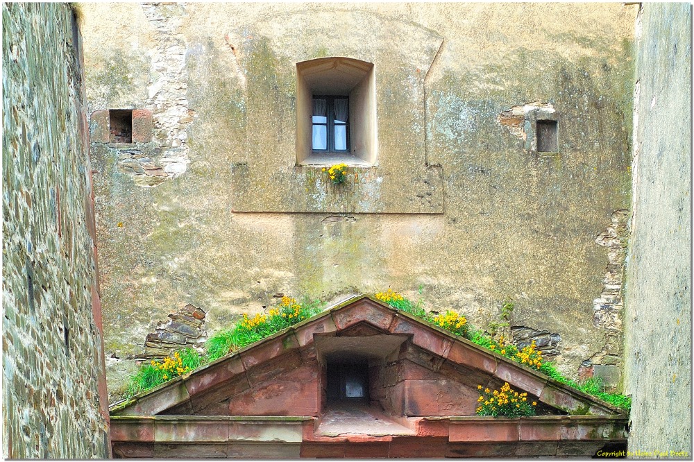 Blumen am Fenster