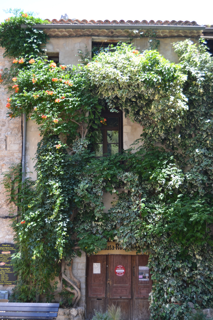 Blumen am Fenster