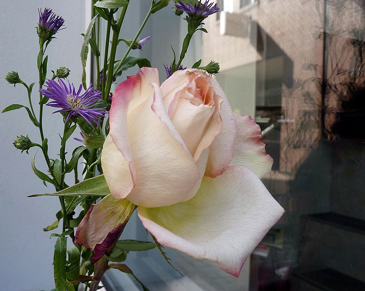 Blumen am Fenster