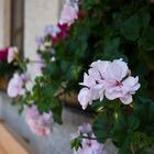 Blumen am Fenster