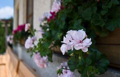 Blumen am Fenster