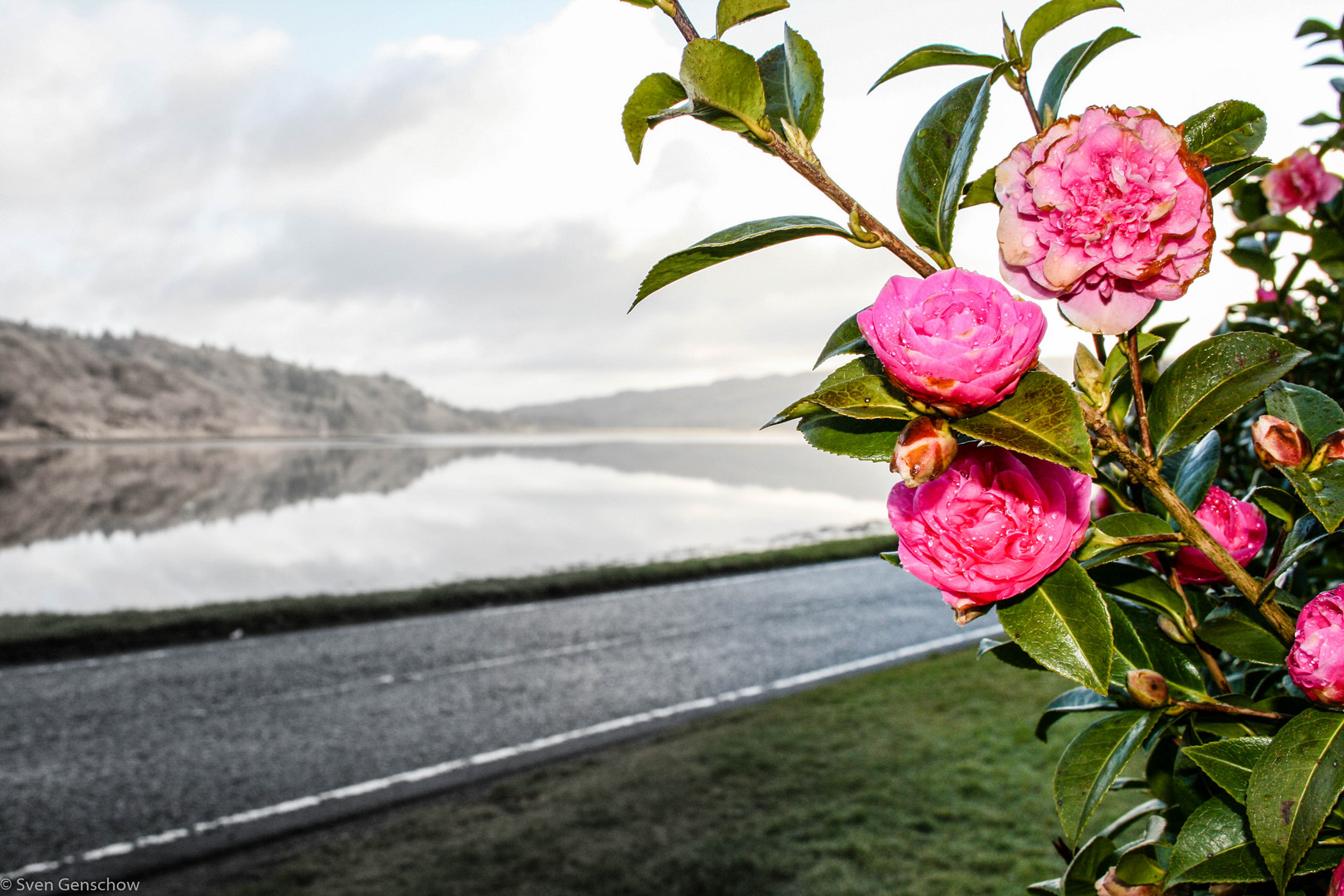 Blumen am Fenster Foto &amp; Bild europe, united kingdom