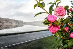 Blumen am Fenster