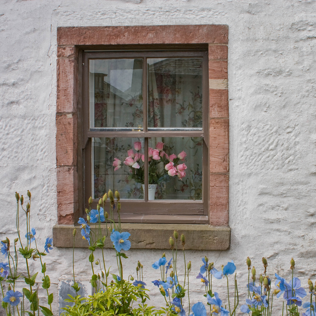 Blumen am Fenster