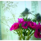 Blumen am Fenster 