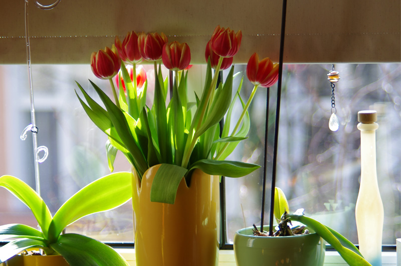 Blumen am Fenster