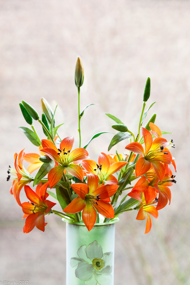 Blumen am Fenster