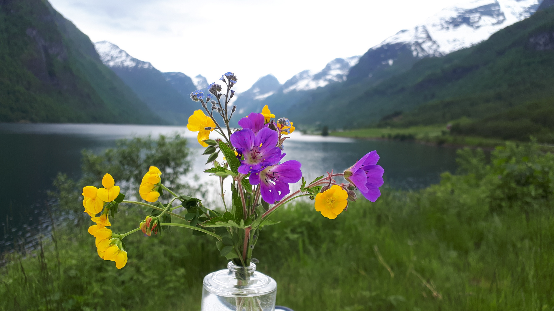 Blumen am Fjord