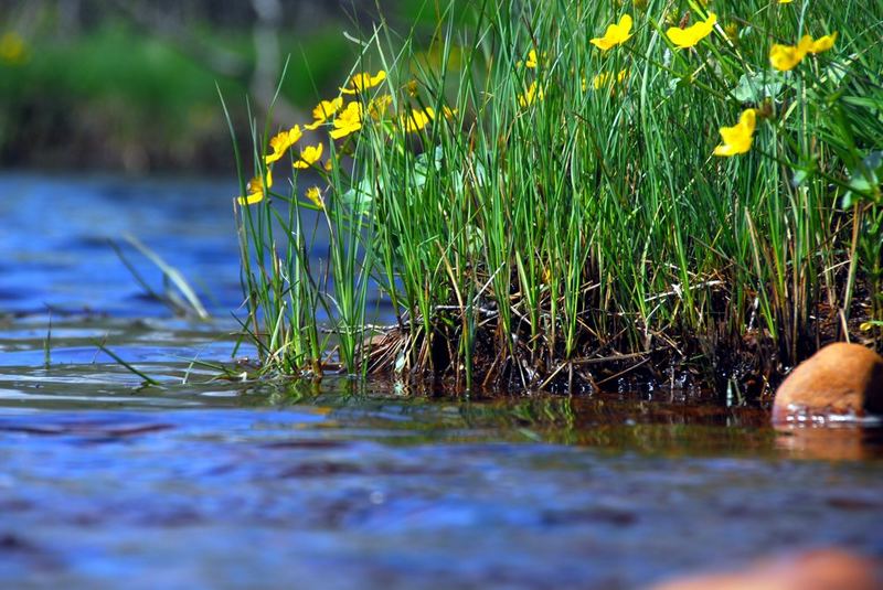 Blumen am Fluss